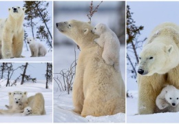 Белая медведица наслаждается солнечным днем с медвежатами