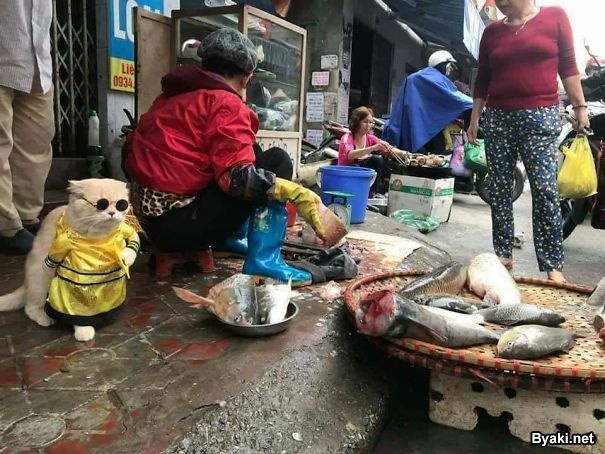 Пушистый уличный торговец - моднячий котяра по кличке Собака