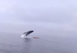  Туристы чудом остались в живых после того, как их чуть не раздавил кит