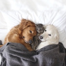  Две собаки и кот — три лучших друга, которые всё делают вместе