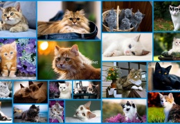 Красивые картинки кошек