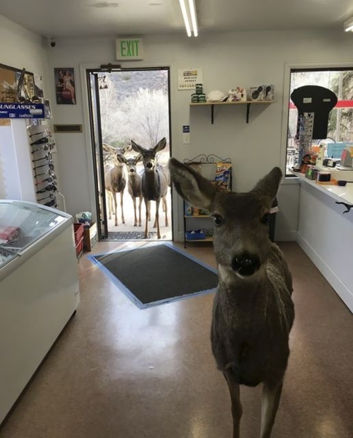  В Колорадо семья оленей пришла в магазин
