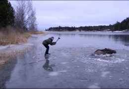 Лось провалился под лед