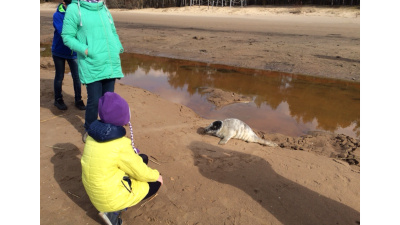 На пляж в Нарва-Йыэсуу выбросило детеныша занесенного в Красную книгу тюленя 