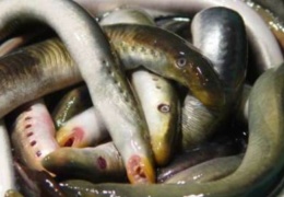 Природоохранная инспекция оштрафовала нарвских рыбаков за незаконный лов миноги