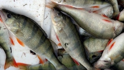 В Эстонии хотят ввести дневной лимит для рыбаков-любителей 
