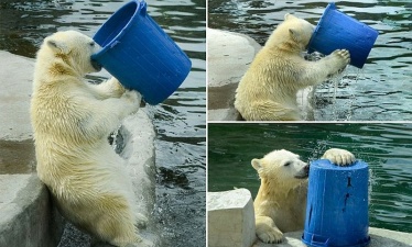 Белый медведь играет с ведром в московском зоопарке