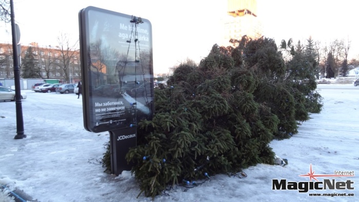 Штормовой ветер свалил в Нарве новогоднюю елку 