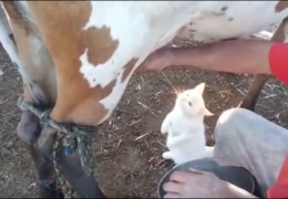  Кот пьет молоко из-под коровы