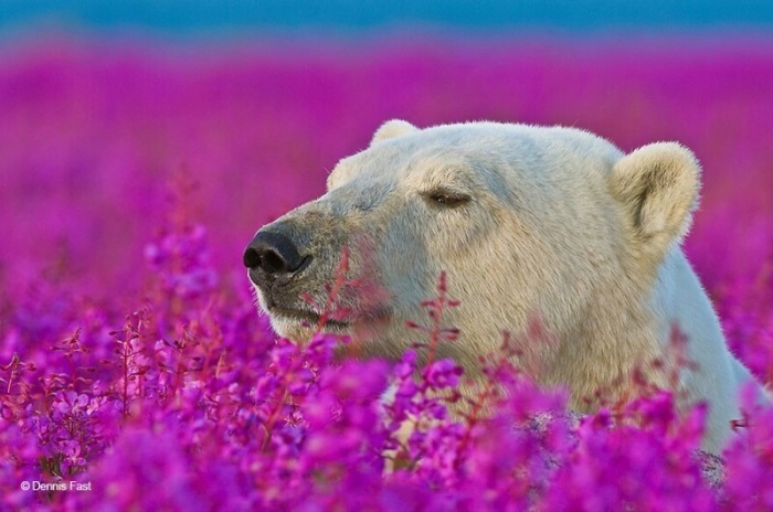  Белые медведи не только в снегу, но и в цветах 