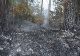 В Ида-Вирумаа новый лесной пожар: садоводов в Вайвара просят закрыть окна из-за сильного дыма 