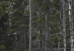 Фотограф заснял сову на дереве, и маскировке этой птички позавидует любой ниндзя