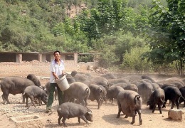  Китайский фермер вырастил свинью размером с медведя