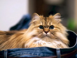 Красивые картинки кошек