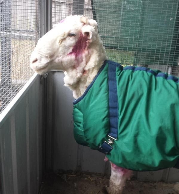 В Австралии с заблудшей овцы состригли 40 кг шерсти 