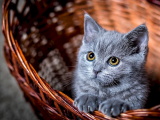 Красивые кошечки картинки