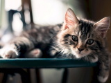 Красивые картинки кошек
