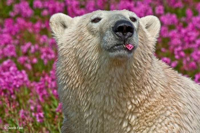  Белые медведи не только в снегу, но и в цветах 