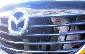 Попугай застрял за радиаторной решеткой после столкновения с машиной