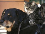 Кот, пес и мышь