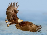Удивительные кадры: белоголовый орлан на рыбалке