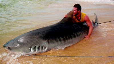 Молодой человек сумел поймать тигровую акулу голыми руками