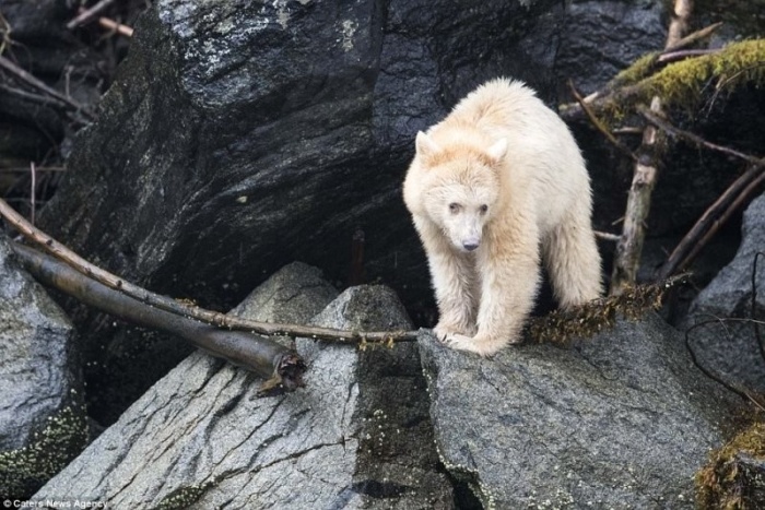 Встреча с редчайшим медведем, которых осталось на Земле не более 500 особей