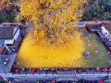 1400-летнее дерево гинкго превратило дворик буддийского храма в желтый океан