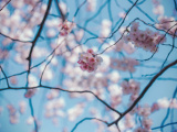 ФОТО: цветущая сакура не означает теплую погоду – в ближайшие дни возможен мокрый снег 