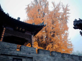  Китайское дерево Гинкго
