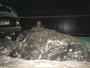 На Урале охотник завалил гигантского кабана весом в полтонны
