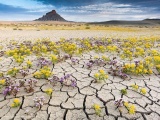  Цветущая пустыня Анза-Боррего