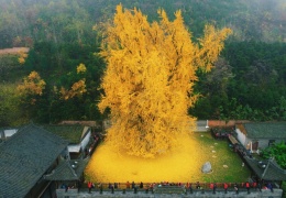  Китайское дерево Гинкго