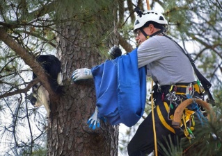 Американский пенсионер шустро лазает по деревьям, бесплатно спасая котов