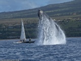 Гигантский кит выпрыгнул перед лодкой, чтобы предупредить людей