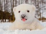 Медвежонок играется в снегу