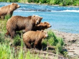 Бурые медведи ловят лосося на Аляске