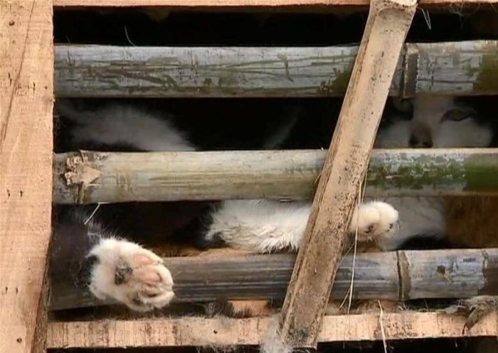 Активисты спасли 2 тысячи котов