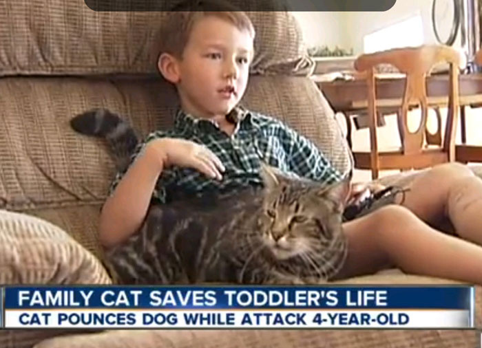 Кот спас ребенка от собаки 