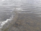 Пограничные катера на Нарвском водохранилище запутываются в водорослях