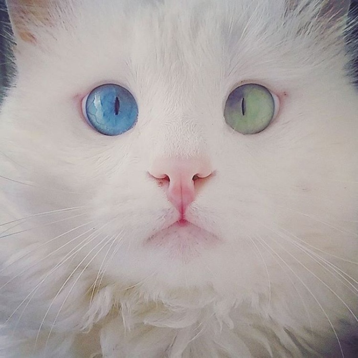 Белоснежный котик с глуповатым, но очаровательным разноцветным взглядом