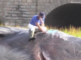Выброшенный на берег городского пруда в центре Мадрида кит озадачил жителей