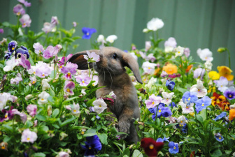 Животные, которые любят вдыхать аромат цветов