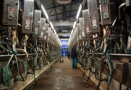 За рост производства молока Эстонию могут оштрафовать 