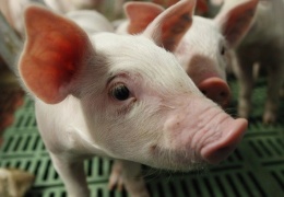 Ветеринарный департамент начал внеплановую проверку всех свиноферм в Эстонии 