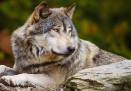 По стопам римлян и чеченцев: почему волк стал национальным животным Эстонии?