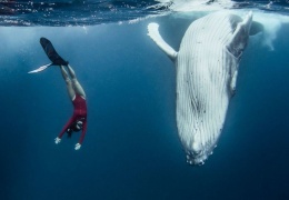 Невероятные кадры: фридайвер плавает с огромными китами