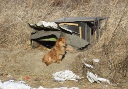 В Приморье собака третий год ждет своего хозяина на трассе