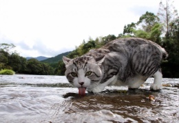 Фотогеничный кот Ньянкичи из Японии