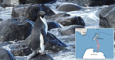 Антарктический пингвин случайно преодолел 3000 км и очутился в Новой Зеландии 